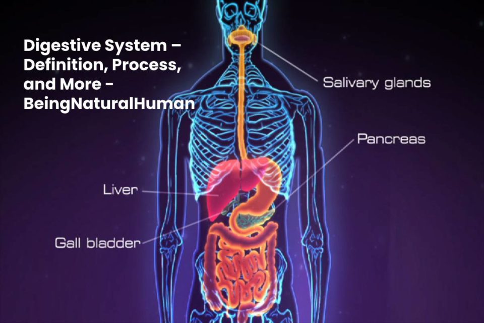 Digestive System – Definition, Process, and More - BeingNaturalHuman