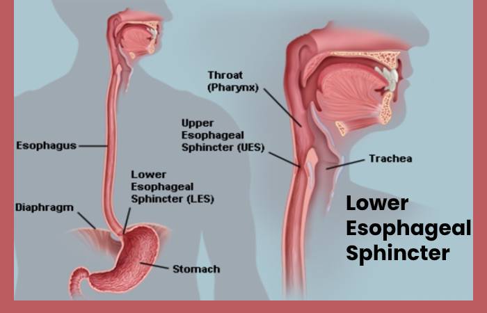 Lower Esophageal Sphincter