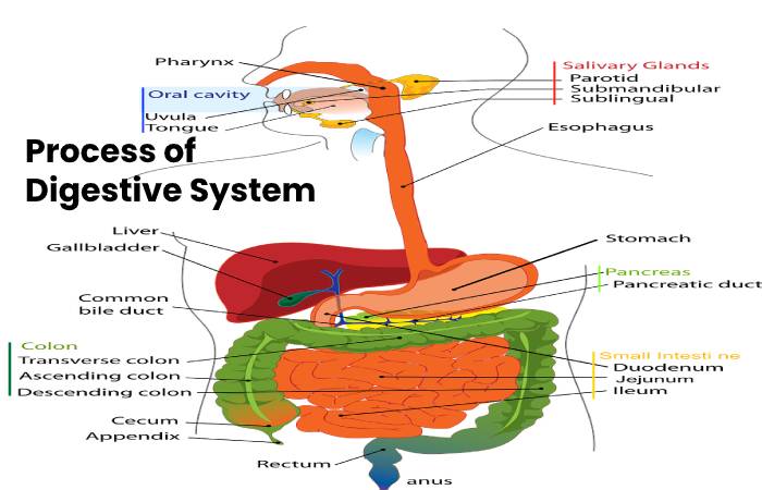Process of Digestive System