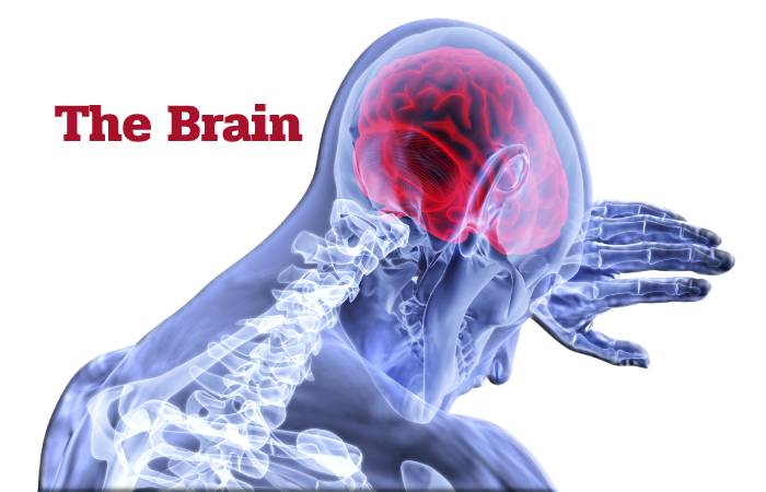 The Brain