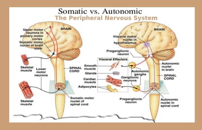 The Peripheral Nervous System