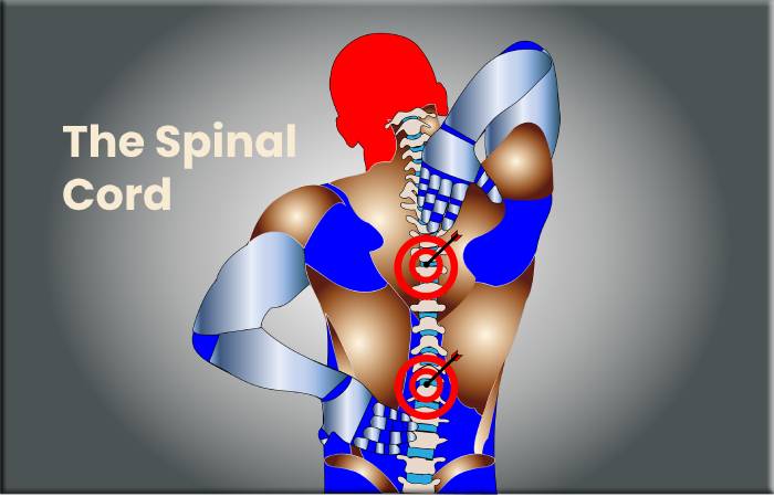 The Spinal Cord