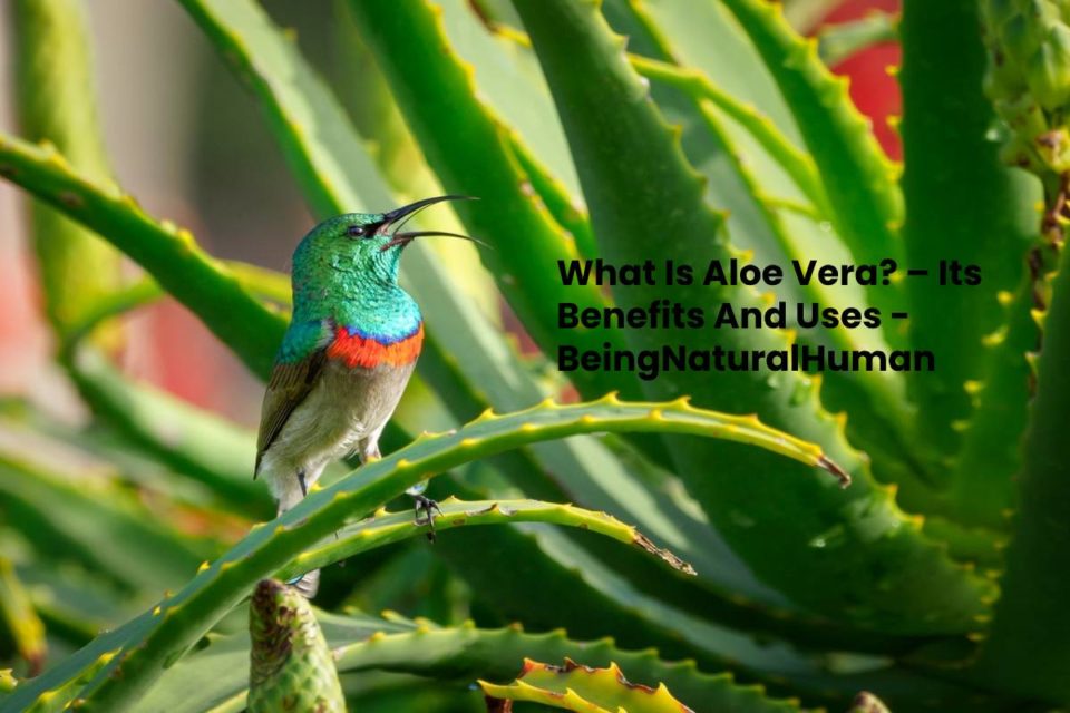 What Is Aloe Vera? – Its Benefits And Uses - BeingNaturalHuman
