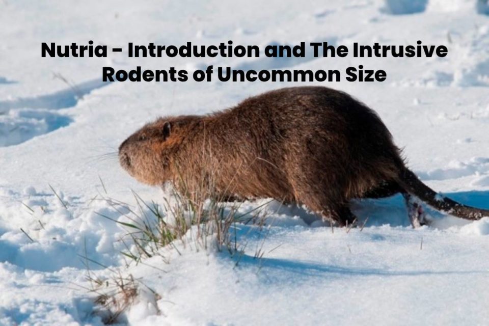 Nutria
