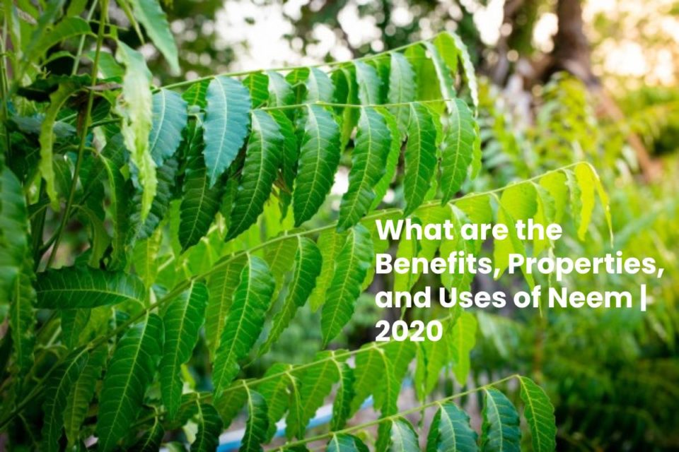 What are the Benefits, Properties, and Uses of Neem | 2020