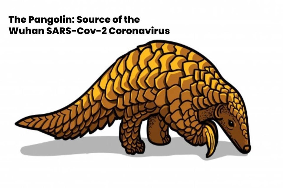 Pangolin