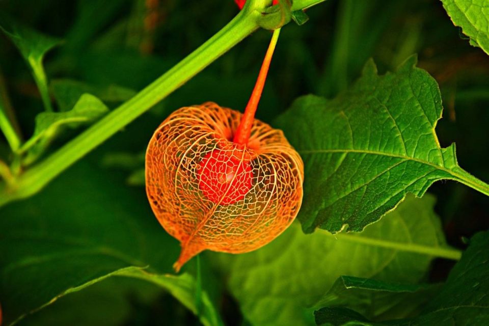 Rarest Plants