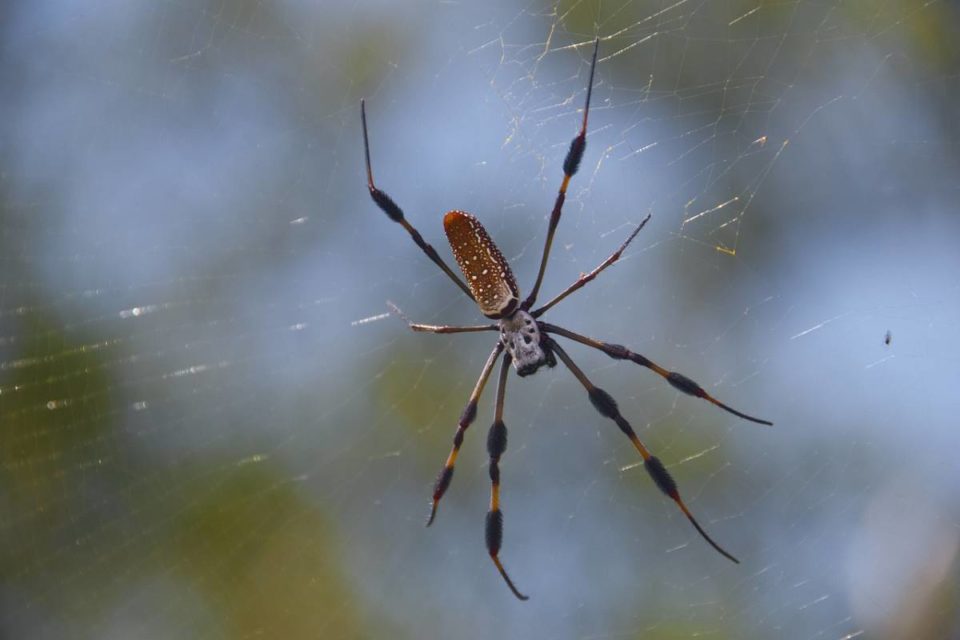 banana spider banana spider