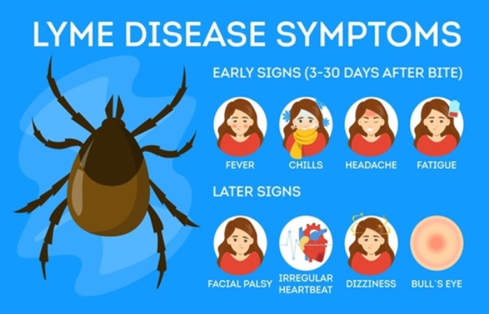 Lyme Disease 