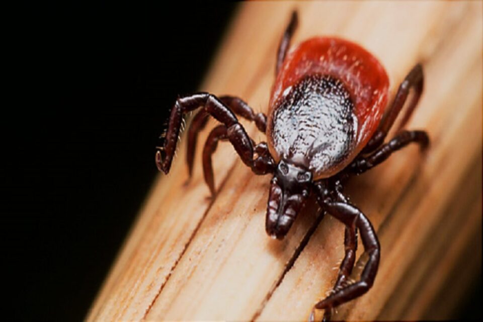 Lyme Disease
