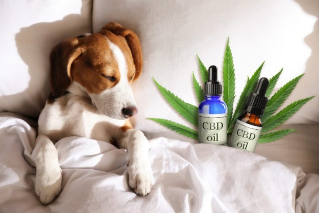 CBD For Animals