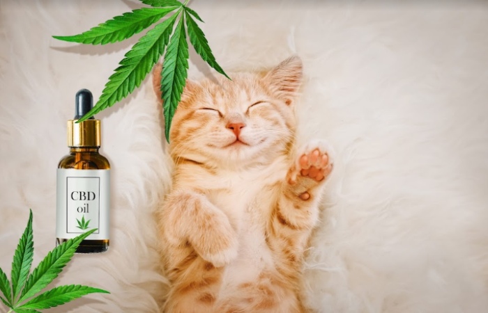 CBD For Animals