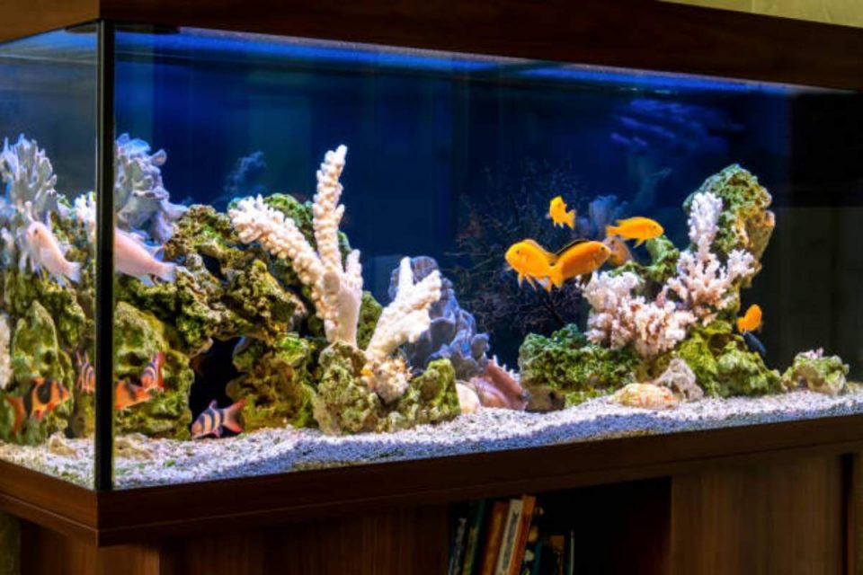 Nano Reef Aquarium