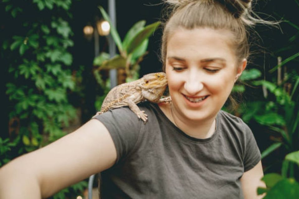 https://www.beingnaturalhuman.com/are-bearded-dragons-good-pets-for-beginners/