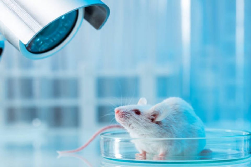 Animals for Medical Research Testing