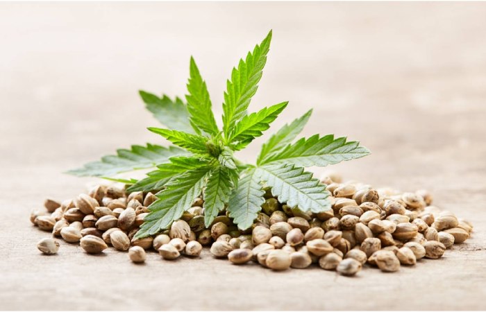cannabis seeds 