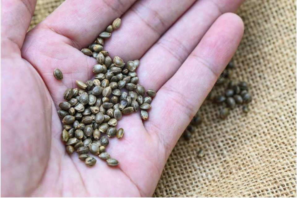 cannabis seeds