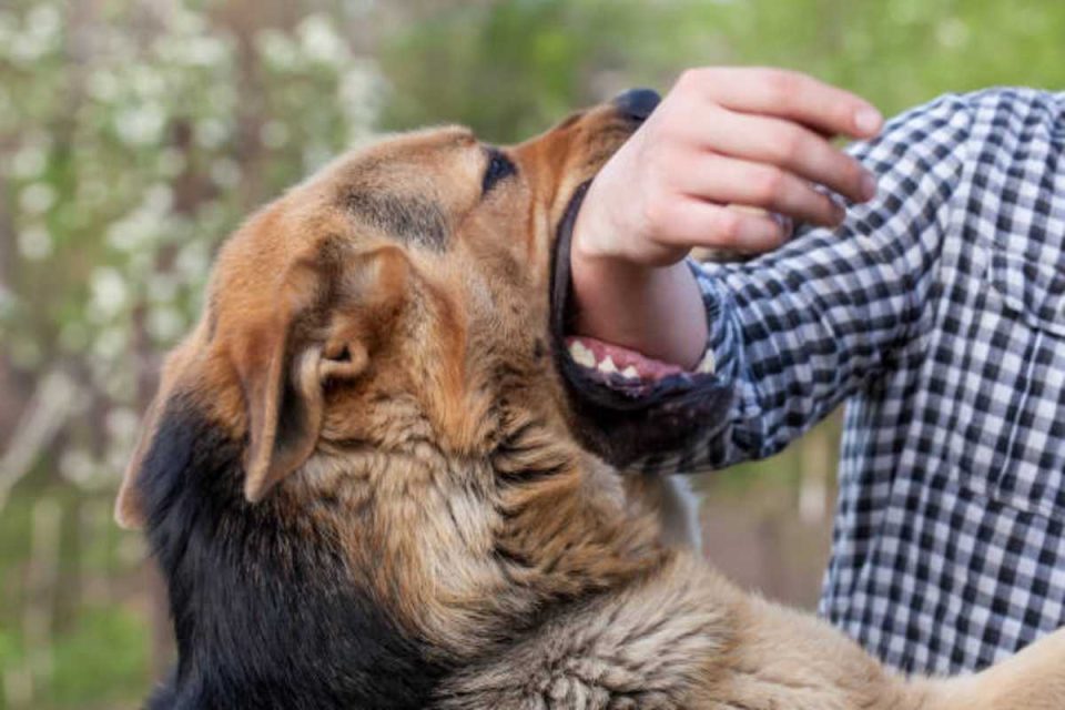 dog