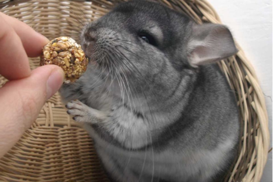 pet chinchilla