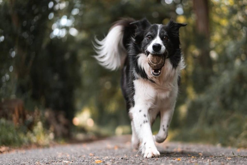 How to Choose the Best Hip and Joint Supplement for Your Dog