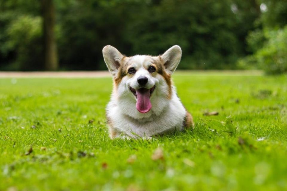 are corgis good with kids