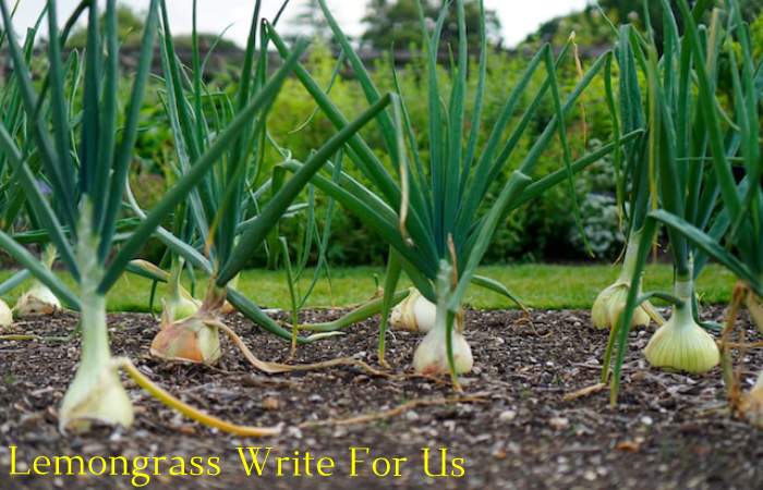 Lemongrass Write For Us