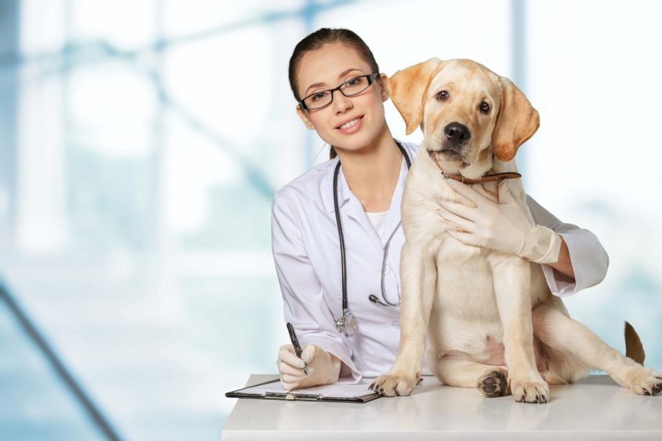 How Pet Insurance Can Save the Day