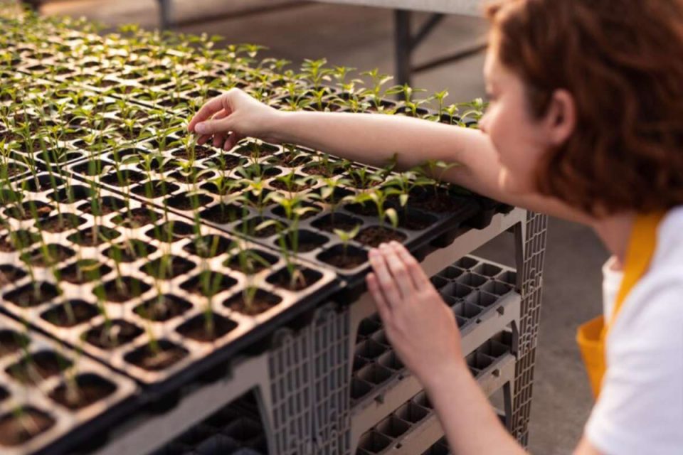 Optimizing Sunlight Exposure: Strategic Seed Tray Placement in Greenhouses