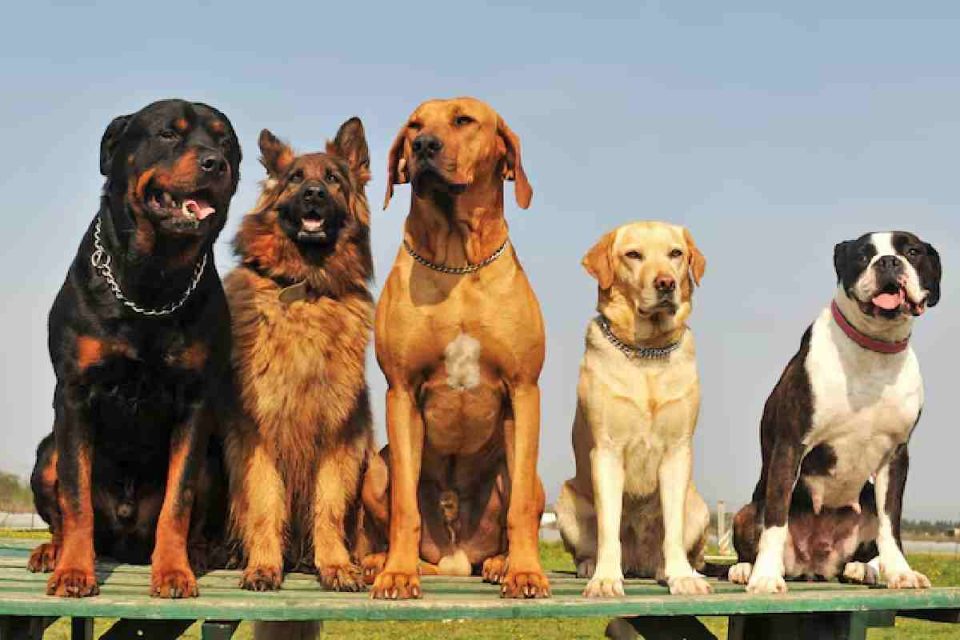 Dog Breeds