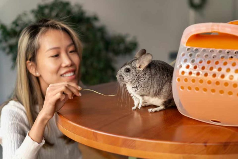 pet chinchilla