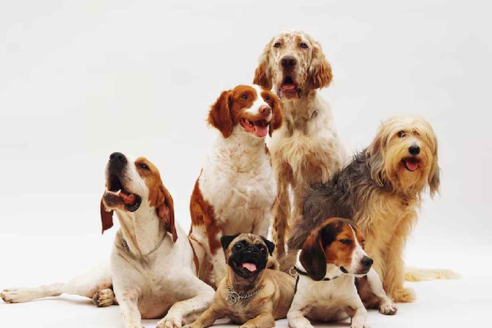 Dog Breeds