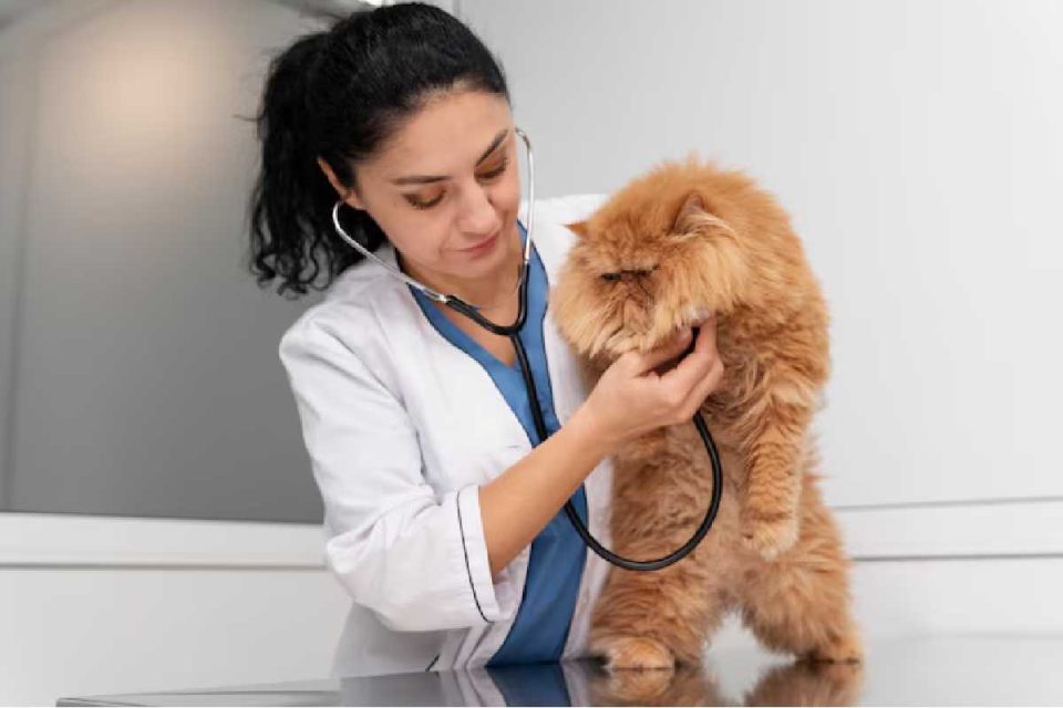 Cat’s Health