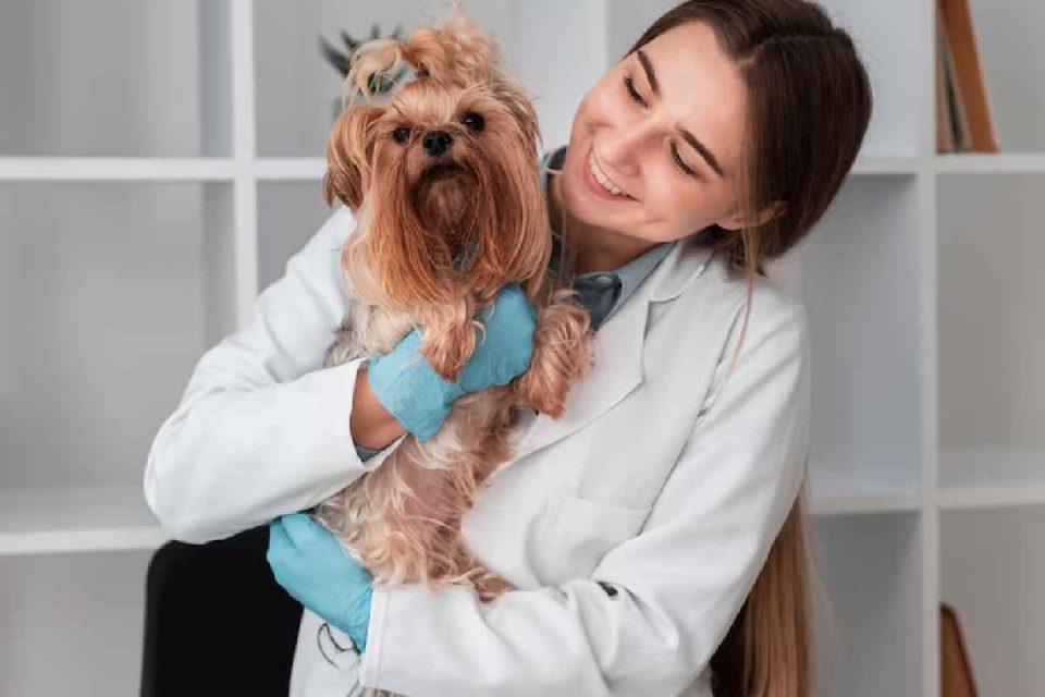 Pet Dental Health