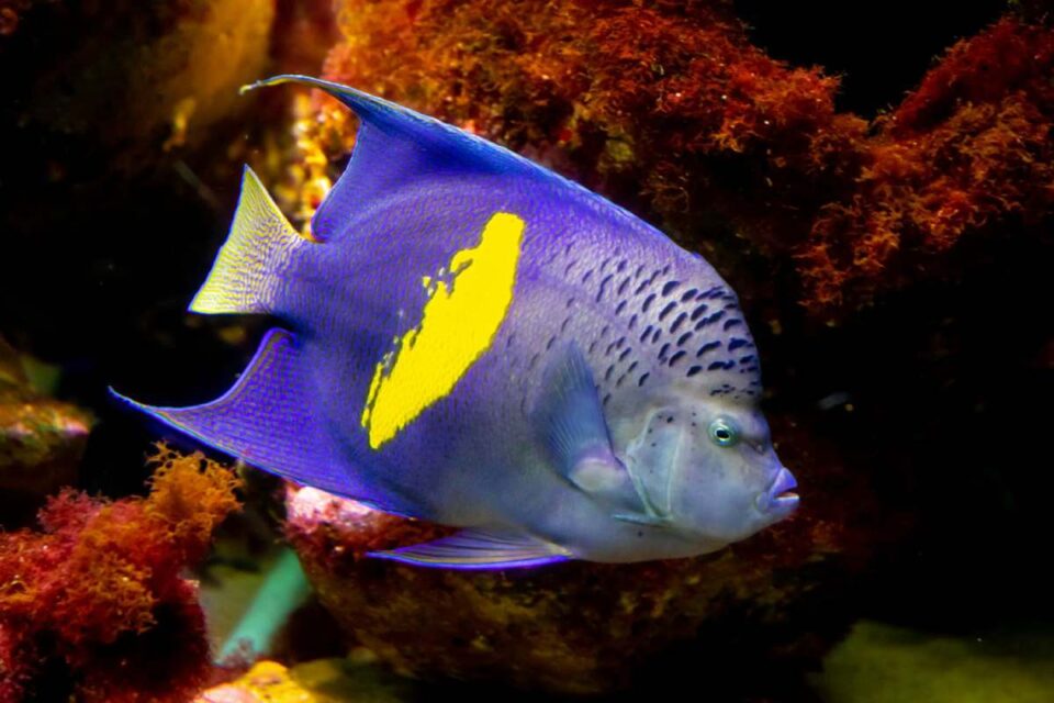 Aquarium